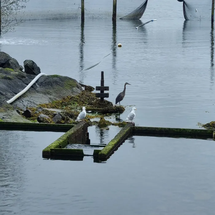 Spotted Glaucous-winged Gull