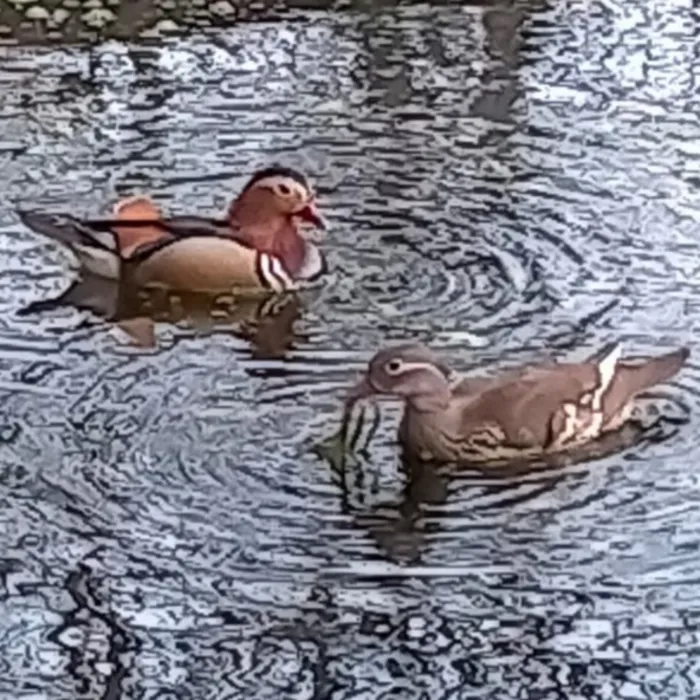Spotted Mandarin Duck