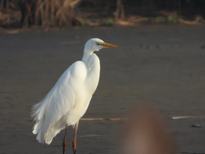 Spotted Great Egret