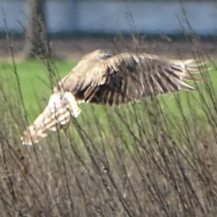 Gespotte Blauwe kiekendief