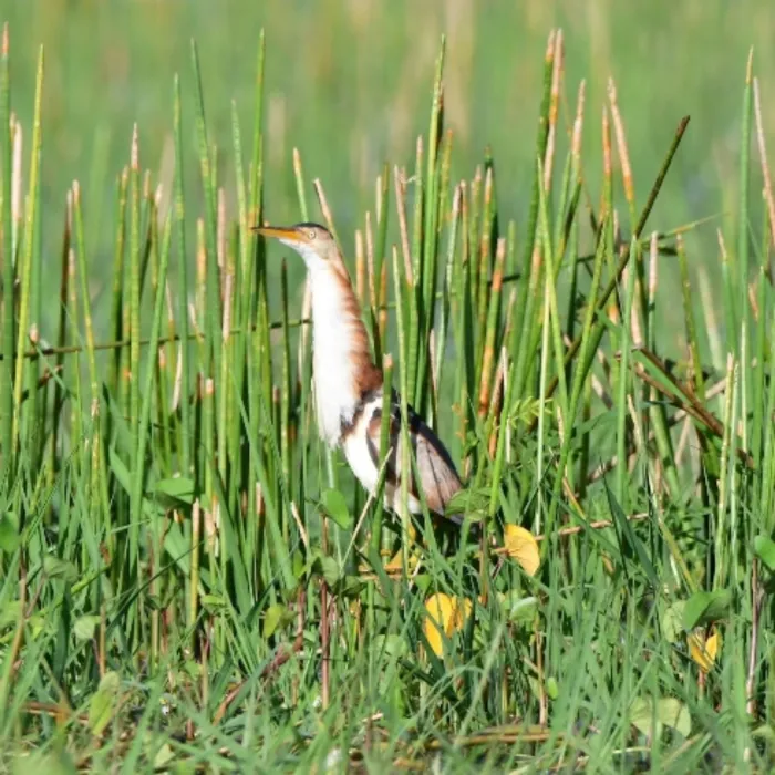 Gespotte Amerikaanse woudaap