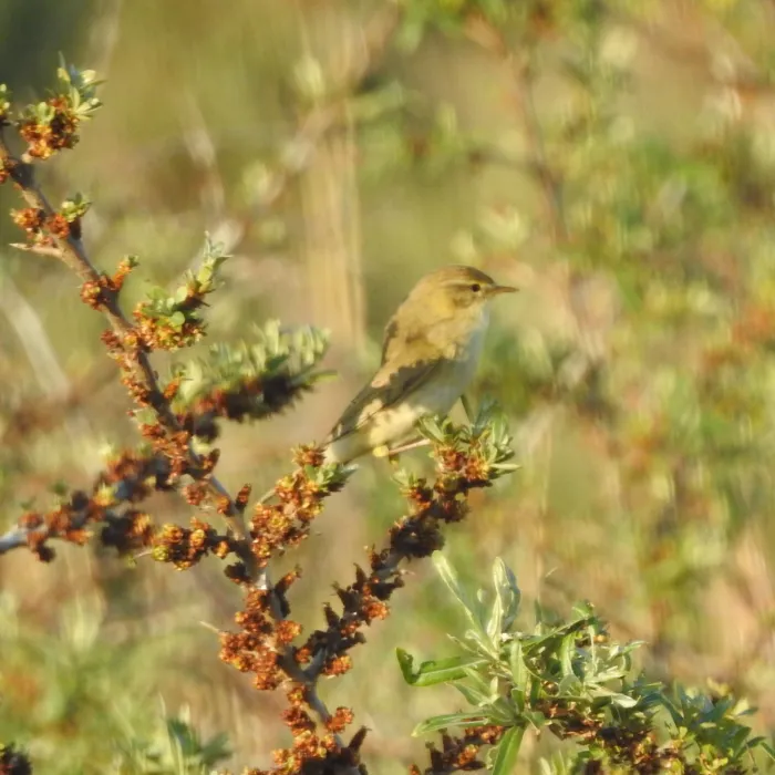 Spotted Willow Warbler