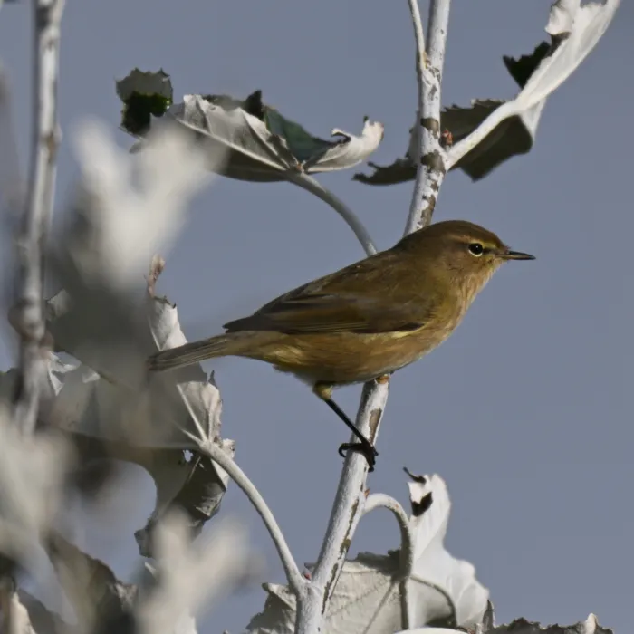 Spotted Common Chiffchaff