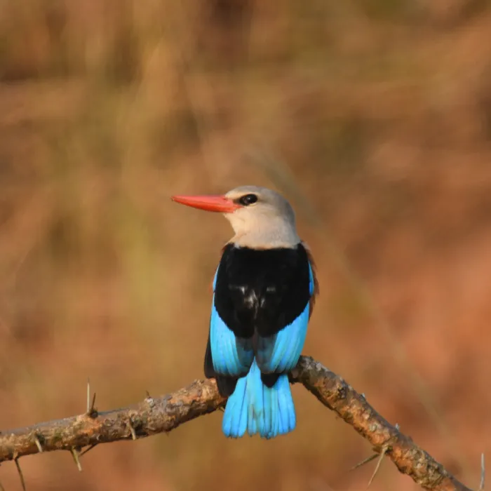 Gespotte Senegalijsvogel