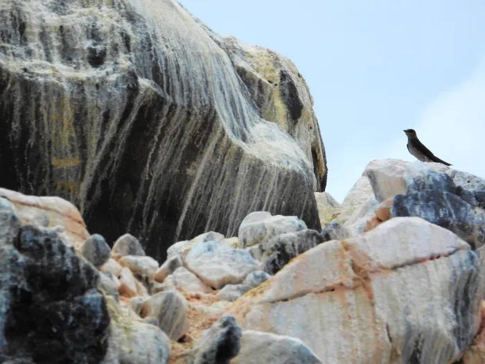 Spotted Northern Rough-winged Swallow