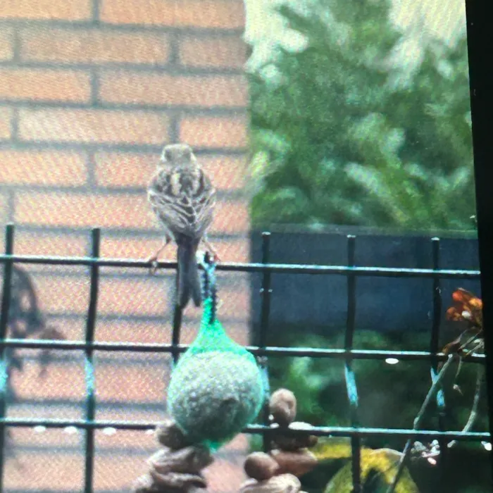 Spotted House Sparrow