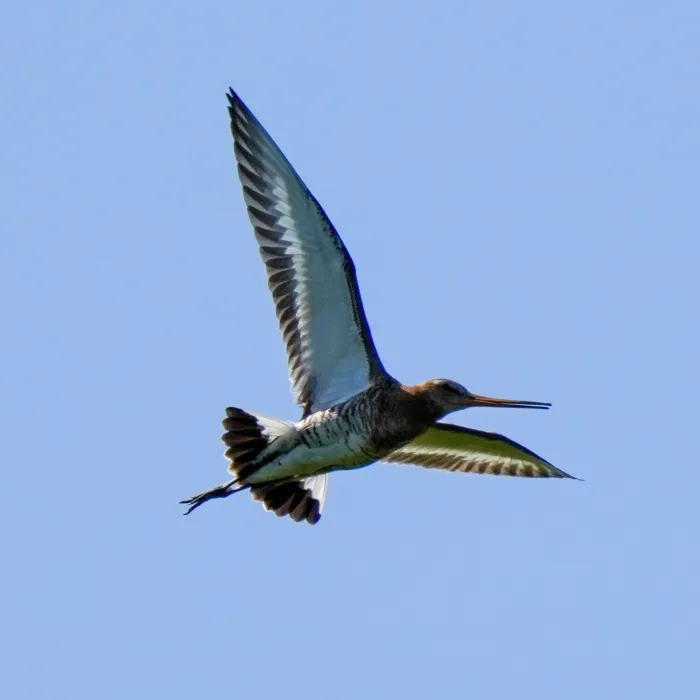 Black-tailed Godwit