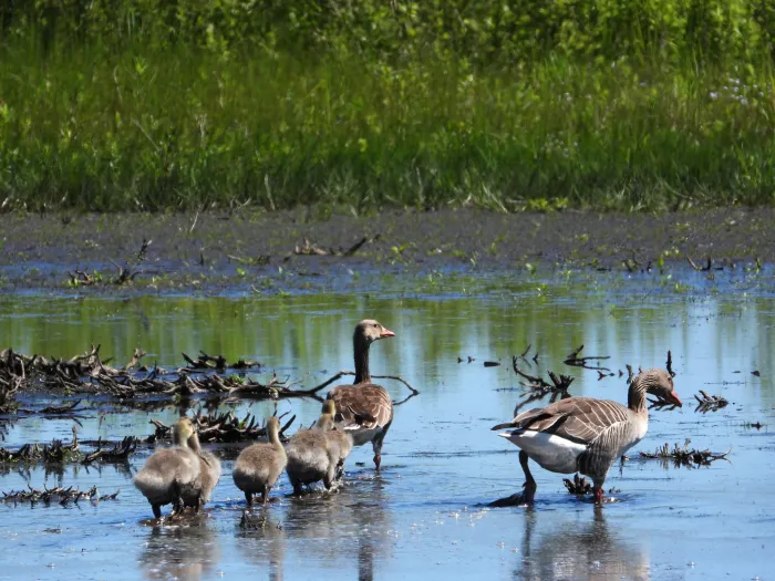 Waargenomen Grauwe gans