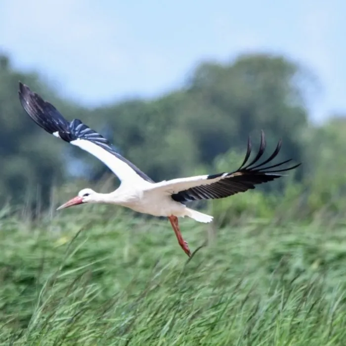 Spotted White Stork