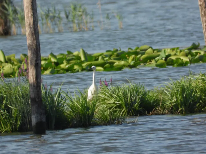 Spotted Little Egret