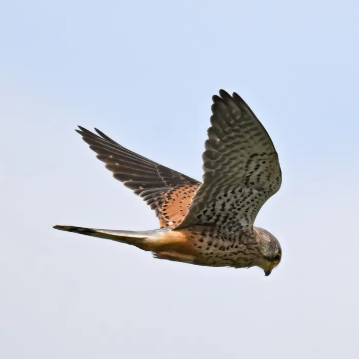 Spotted Eurasian Kestrel