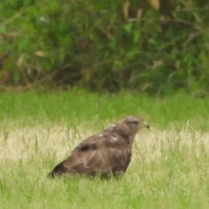 Waargenomen Buizerd