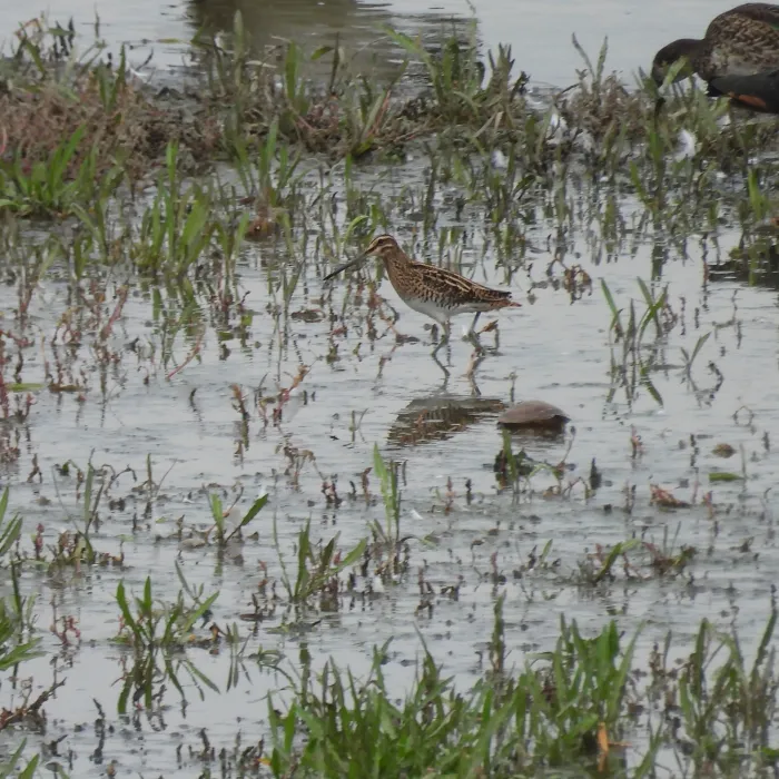Spotted Common Snipe