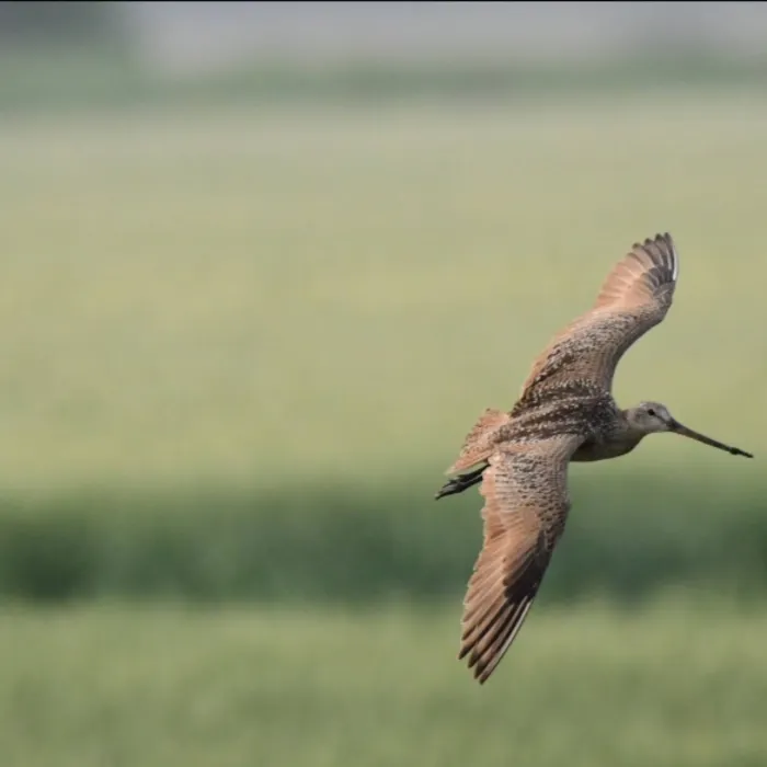 Gespotte Marmergrutto