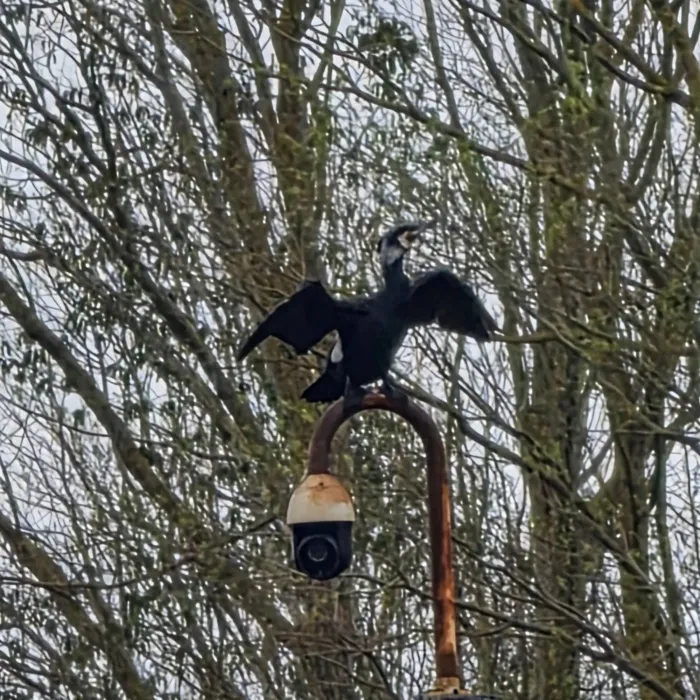 Spotted Great Cormorant