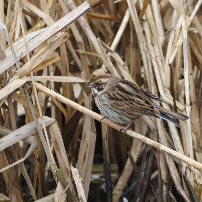 Spotted Reed Bunting