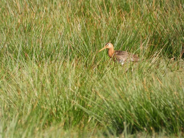 Spotted Black-tailed Godwit