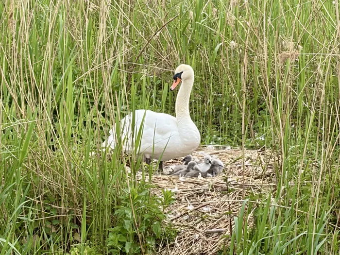 Spotted Mute Swan