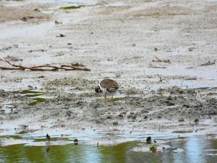 Spotted Semipalmated Plover