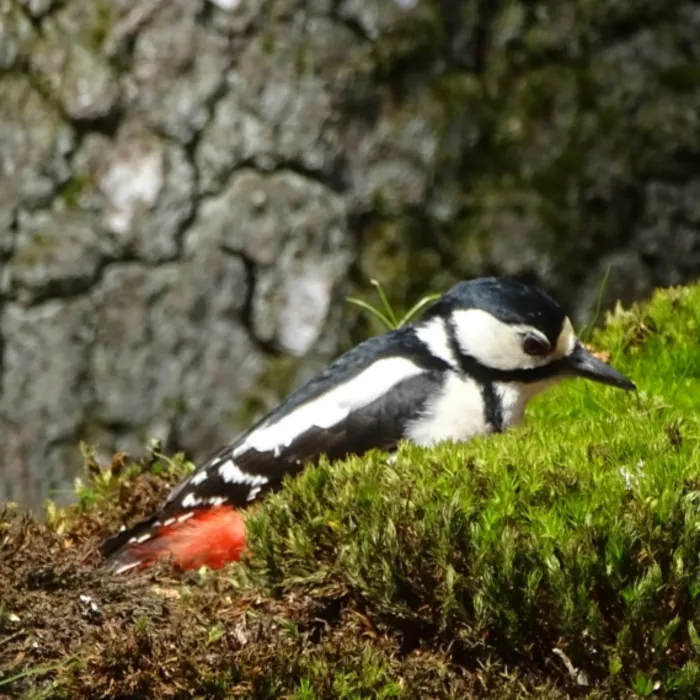 Gespotte Grote bonte specht