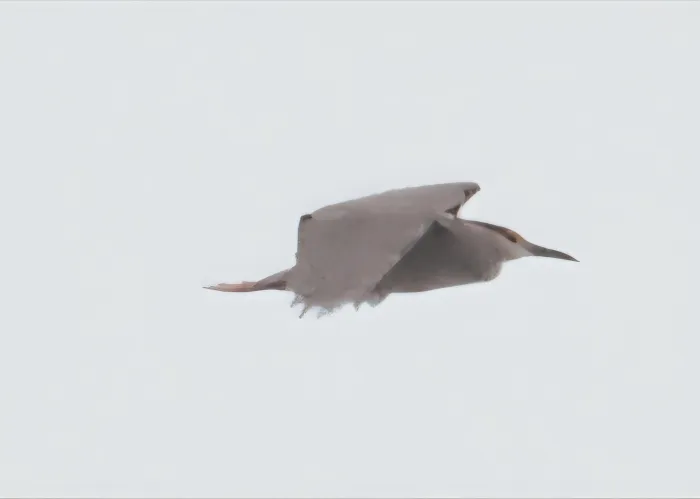Waargenomen Kwak