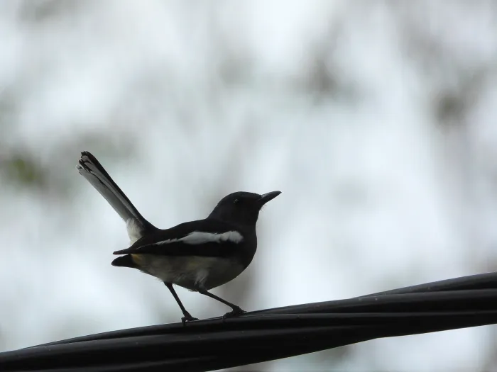 Spotted Oriental Magpie-Robin