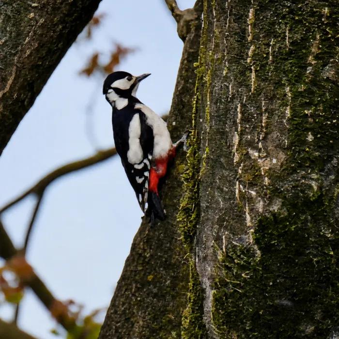 Spotted Lesser Spotted Woodpecker