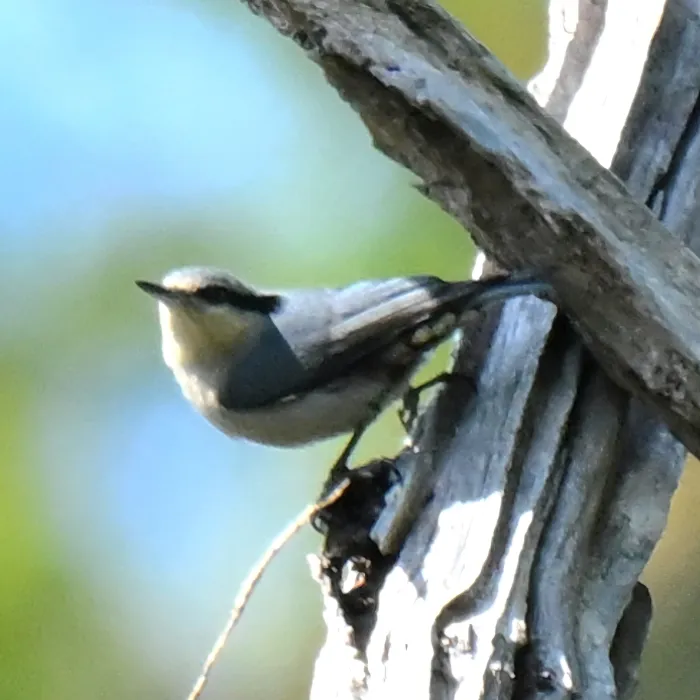Spotted Chestnut-vented Nuthatch