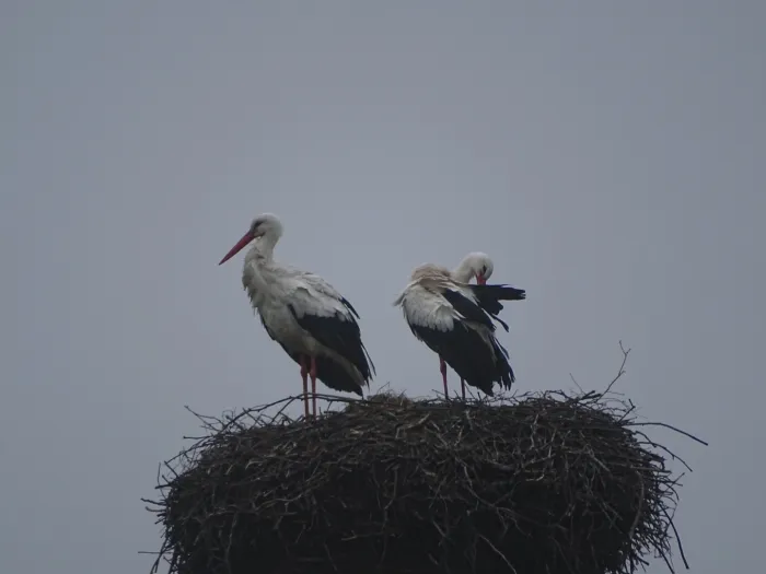 Spotted White Stork