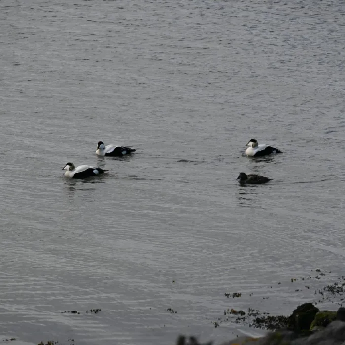 Spotted Common Eider