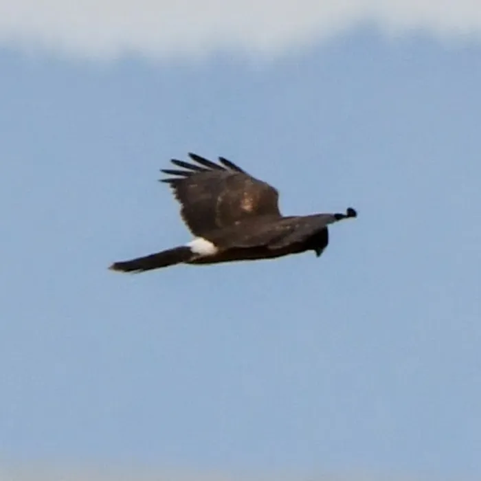 Gespotte Amerikaanse blauwe kiekendief