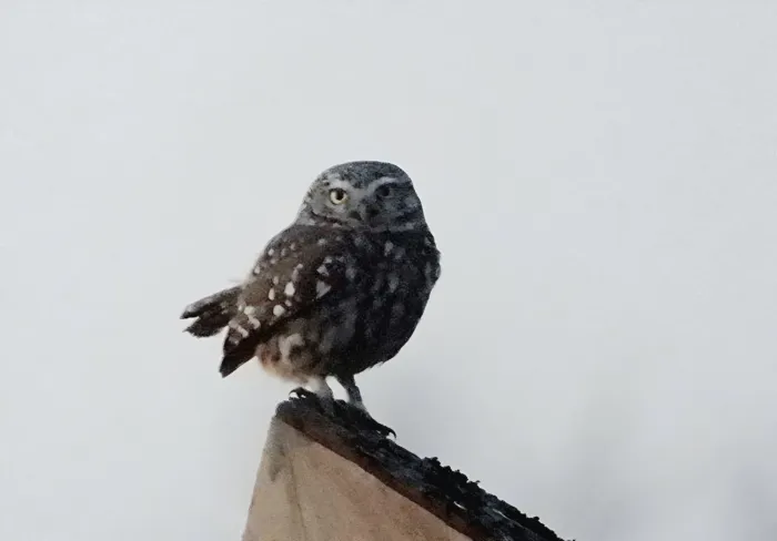 Spotted Little Owl