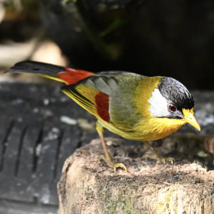 Gespotte Zilveroortimalia