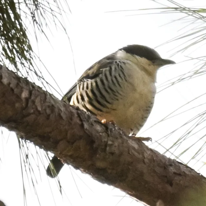 Spotted Himalayan Cutia