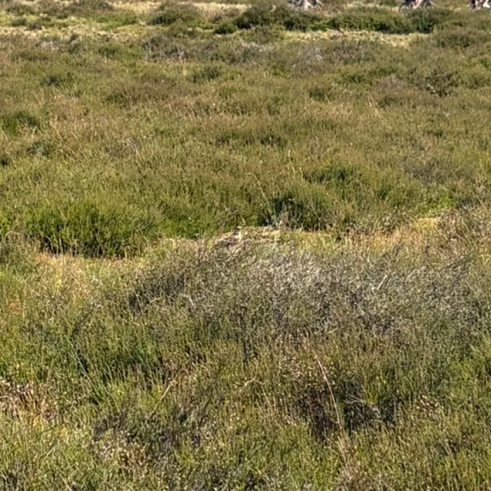Spotted Eurasian Skylark