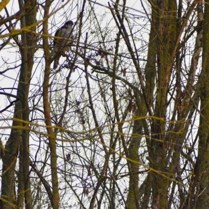 Spotted Eurasian Goshawk