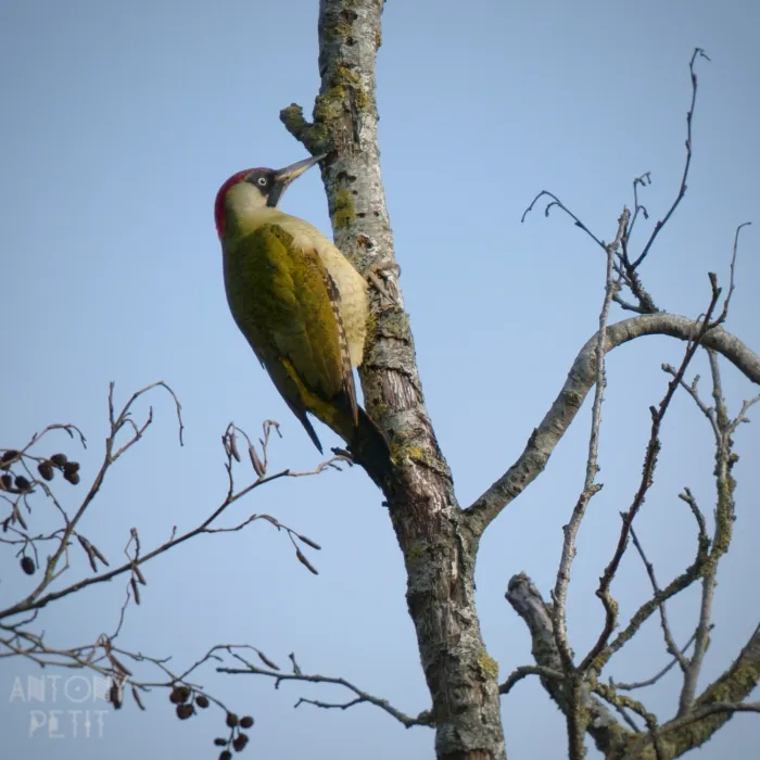 Spotted Eurasian Green Woodpecker