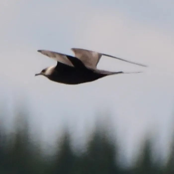 Gespotte Kleinste jager