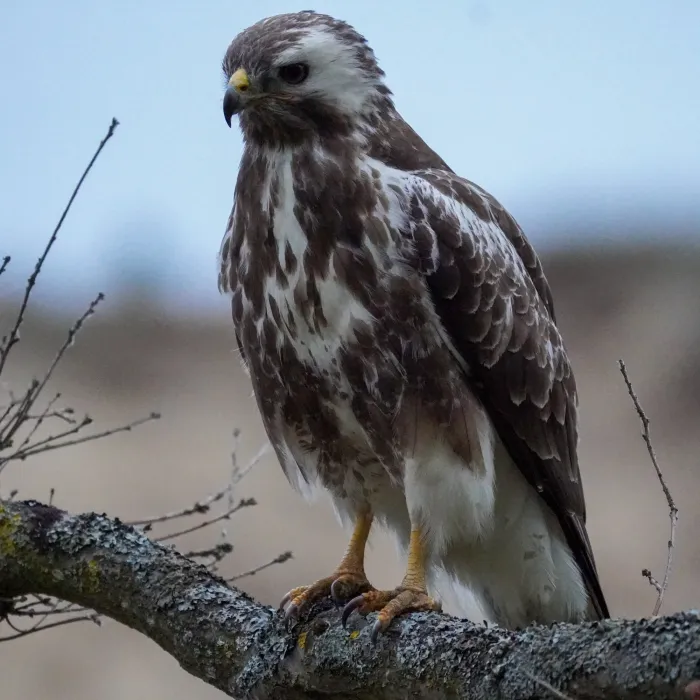 Spotted Common Buzzard