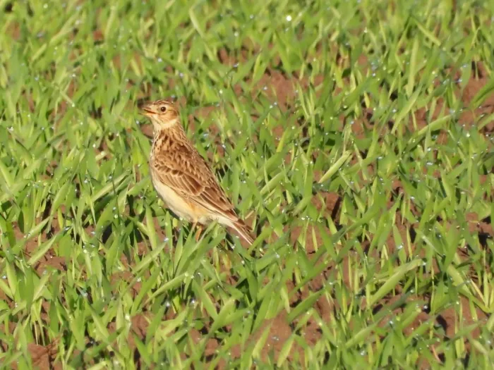 Gespotte Veldleeuwerik