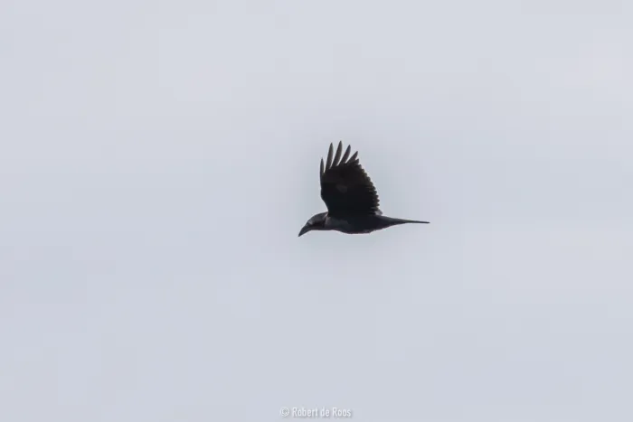 Waargenomen Raaf