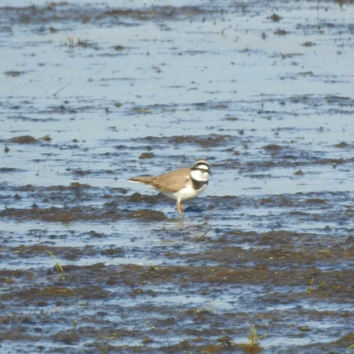 Spotted Little Ringed Plover