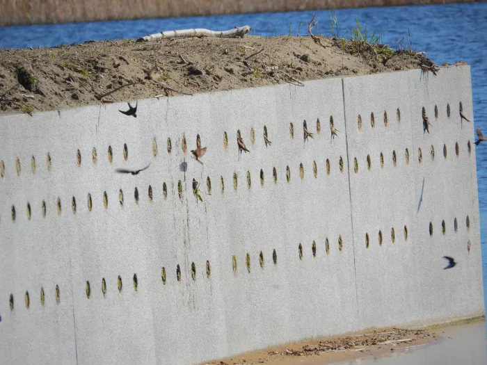 Gespotte Oeverzwaluw