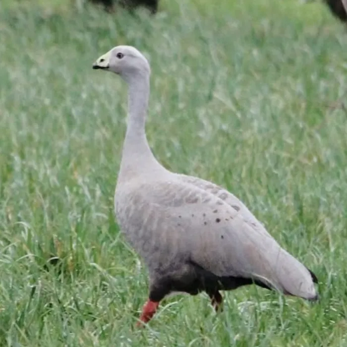 Gespotte Hoendergans