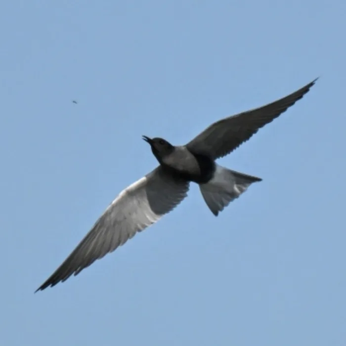 Spotted Black Tern