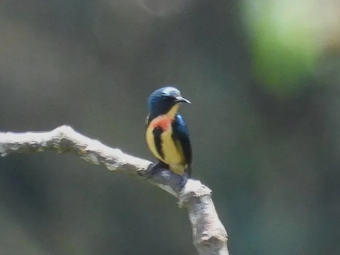 Gespotte Vlamborsthoningvogel