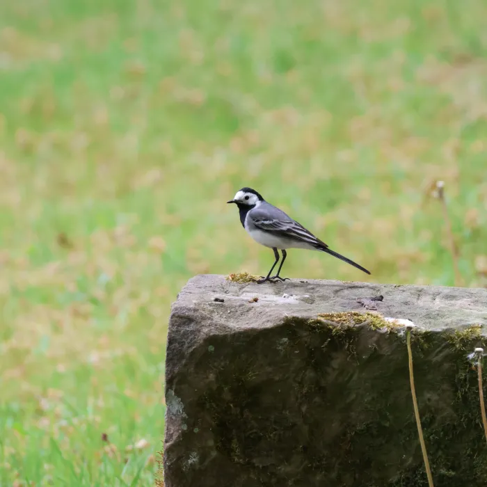 White Wagtail