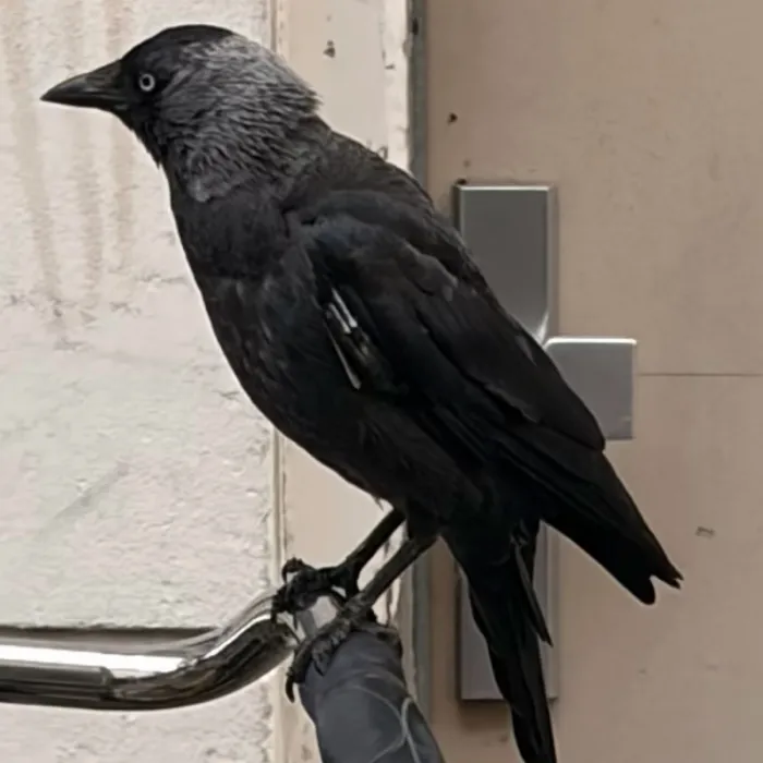 Spotted Eurasian Jackdaw