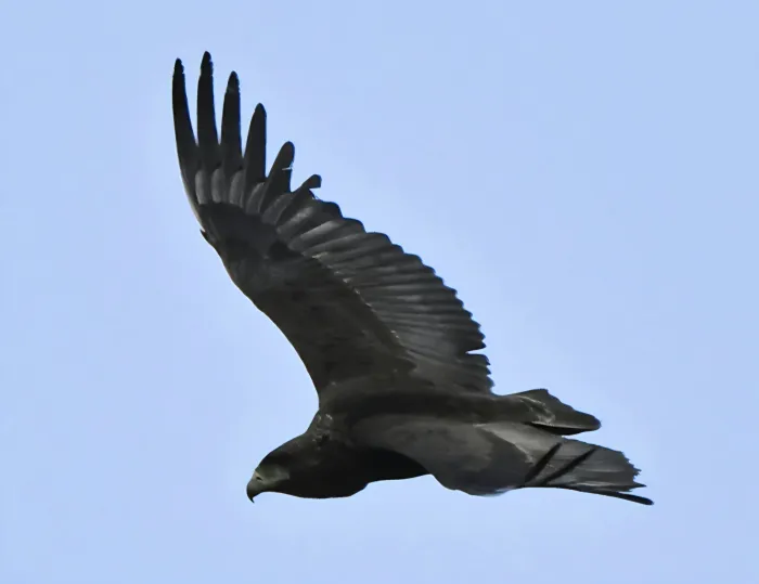 Waargenomen Bateleur