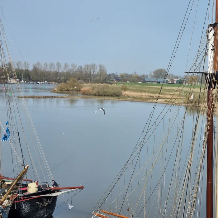 Gespotte Kleine mantelmeeuw